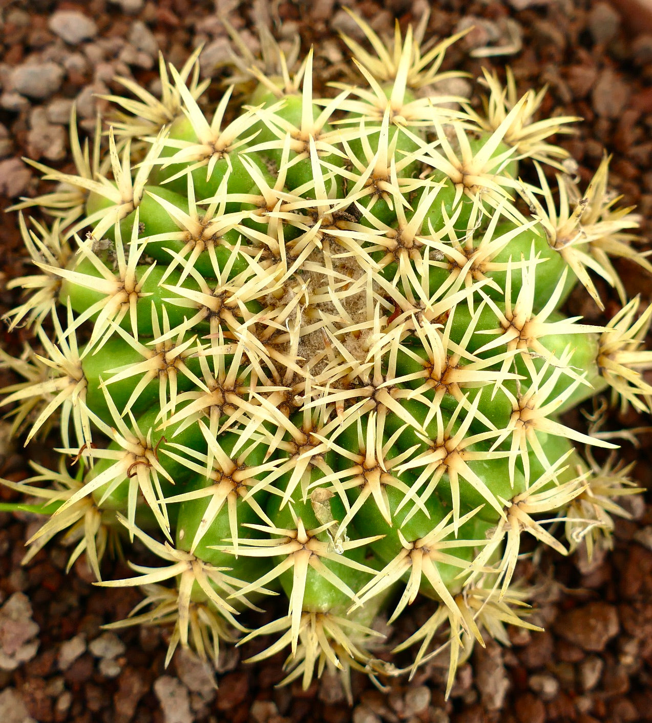 Echinocactus grusonii form brevispinus