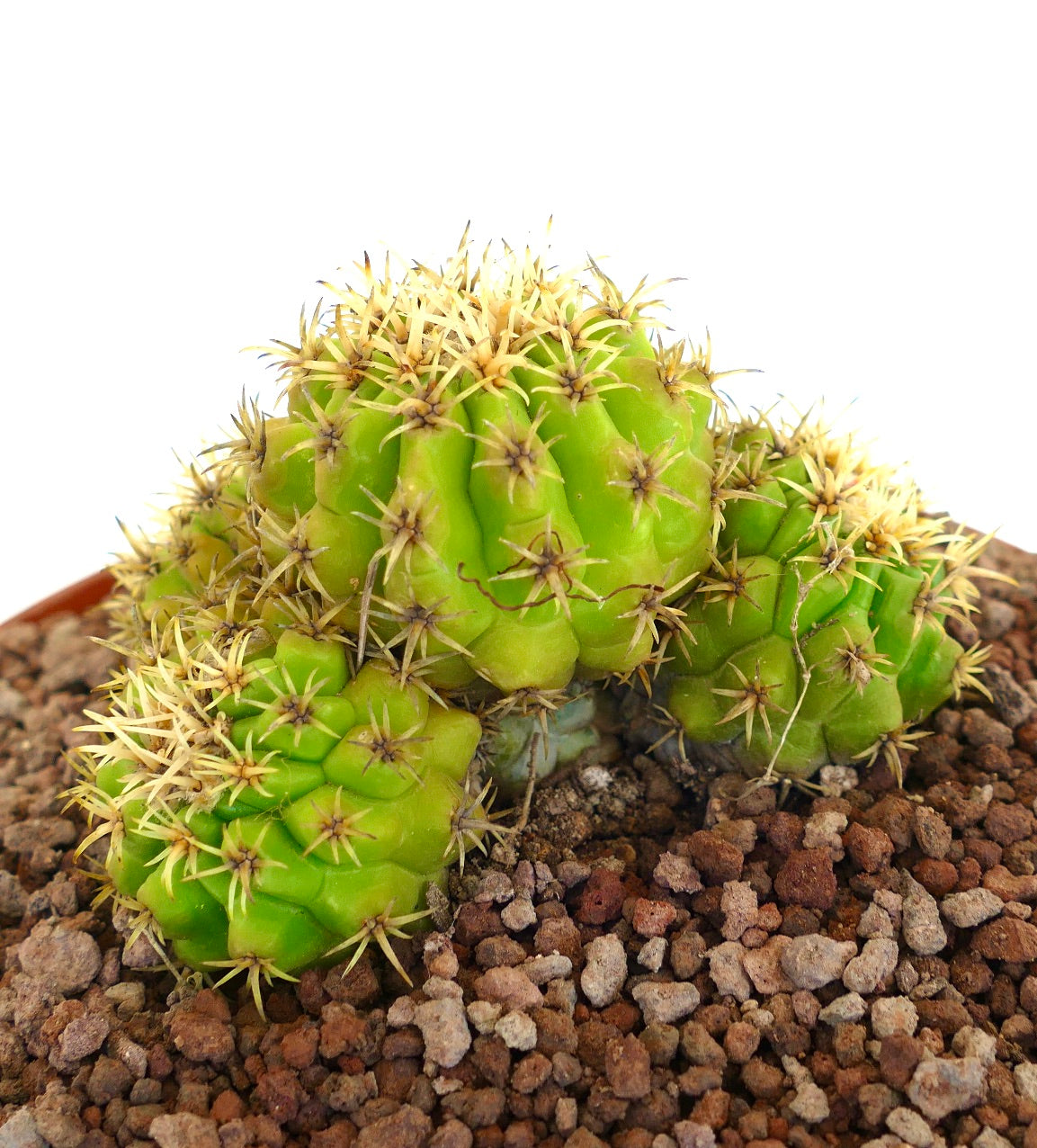 Echinocactus grusonii form brevispinus 4 HEADS