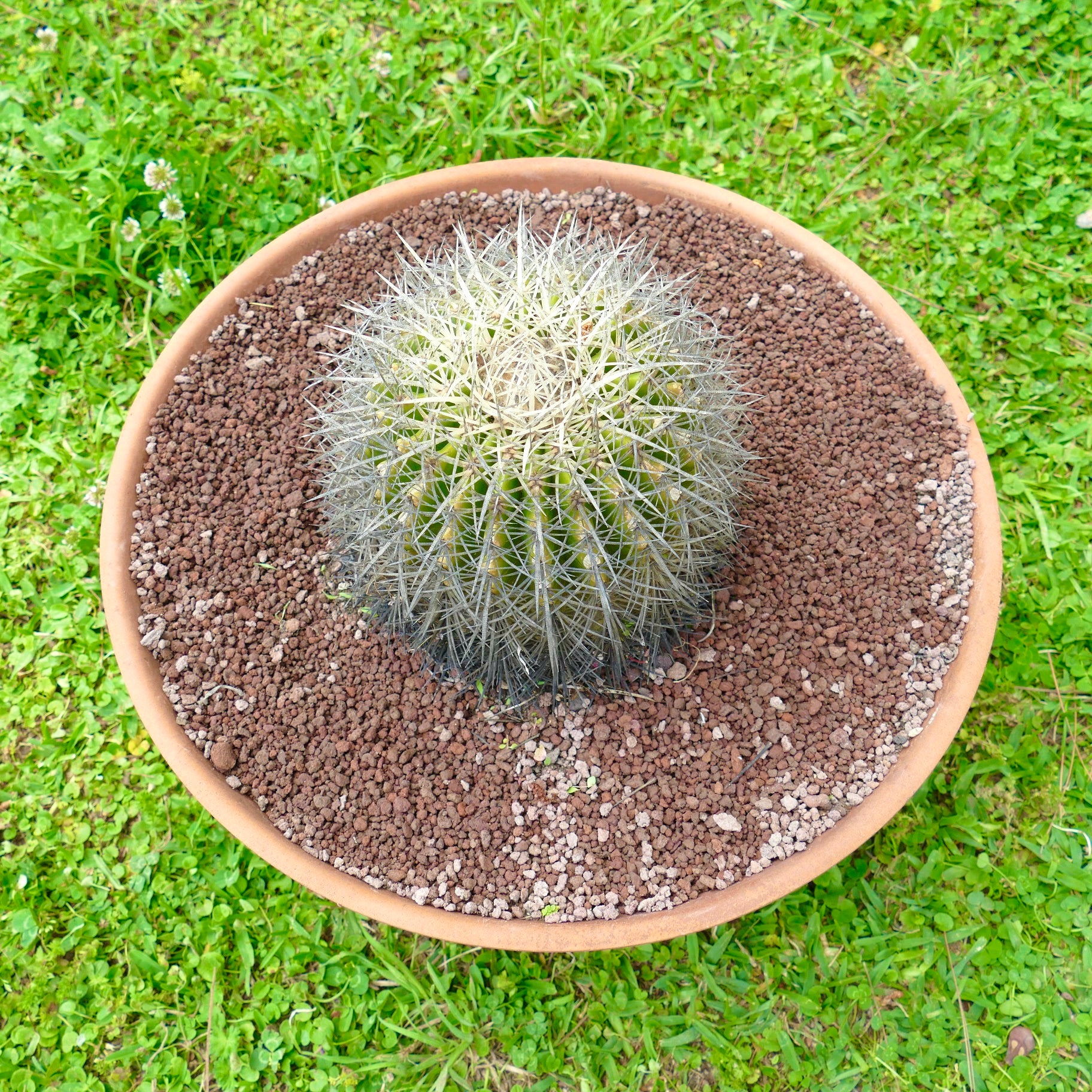 Echinocactus grusonii var. albispinus rund kaktus med tette hvite pigger i terrakottapotte