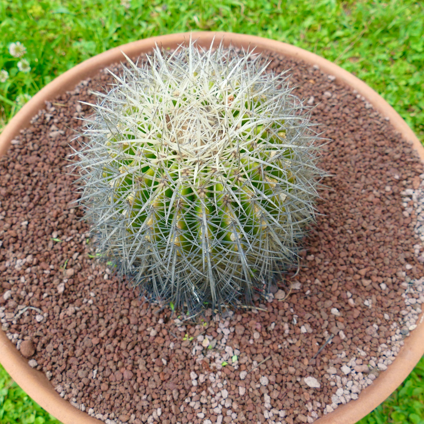Echinocactus grusonii var. albispinus rund kaktus med tette hvite pigger i terrakottapotte