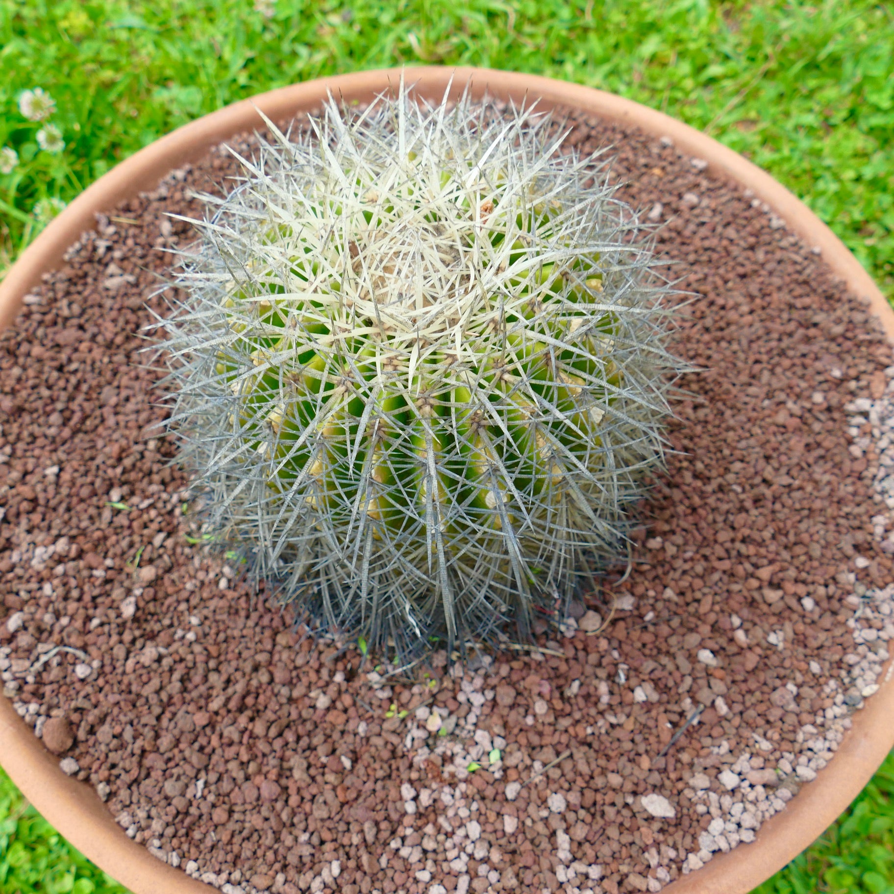 Echinocactus grusonii var. albispinus rund kaktus med tette hvite pigger i terrakottapotte