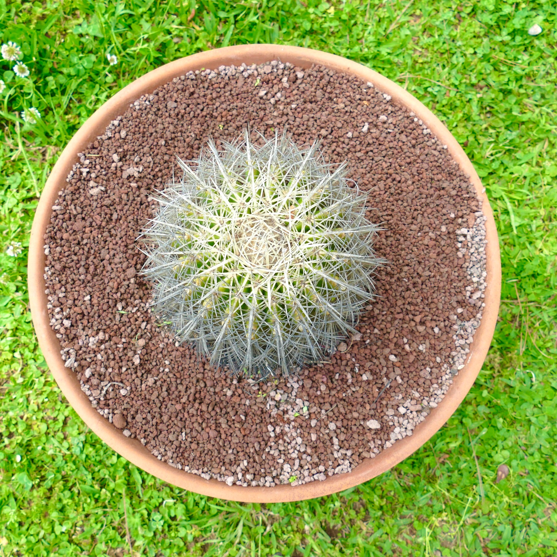 Echinocactus grusonii var. albispinus rund kaktus med tette hvite torner i terrakottapotte