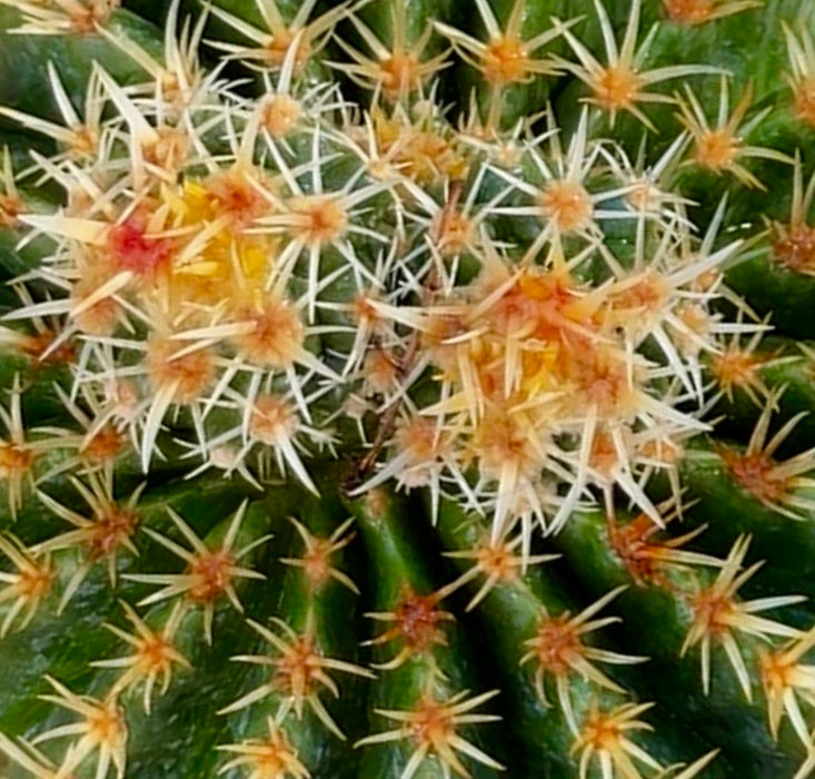 Echinocactus grusonii var. brevispinus seltener Kaktus mit dichten gelblichen Stacheln und grün geripptem Körper