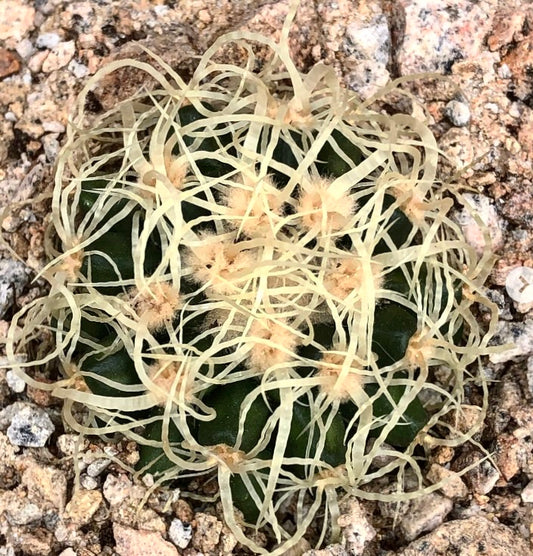 Echinocactus grusonii var. curvispinus cactus with long curved pale spines on green body