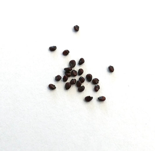 Echinocactus grusonii var. curvispinus ZADEN