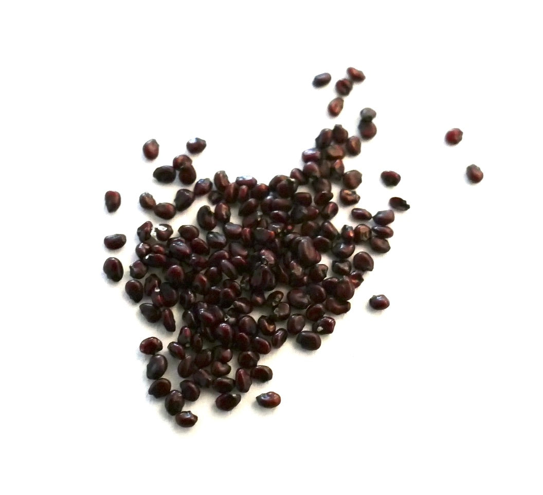 Sementes de Echinocactus grusonii var. curvispinus