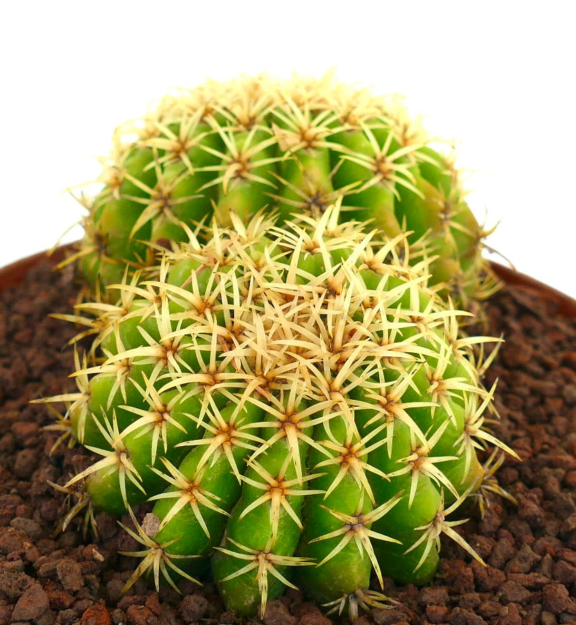Echinocactus grusonii var. intermedius leuchtend grüner Kaktus mit dichten gelben Stacheln und abgerundeten Rippen