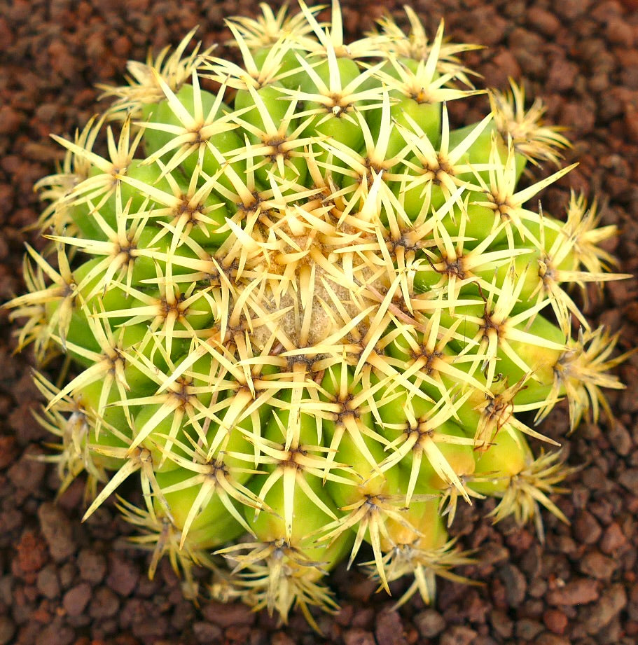 Echinocactus grusonii var. intermedius grüner Kaktus mit dichten gelben Stacheln und abgerundeten Rippen auf felsigem Boden