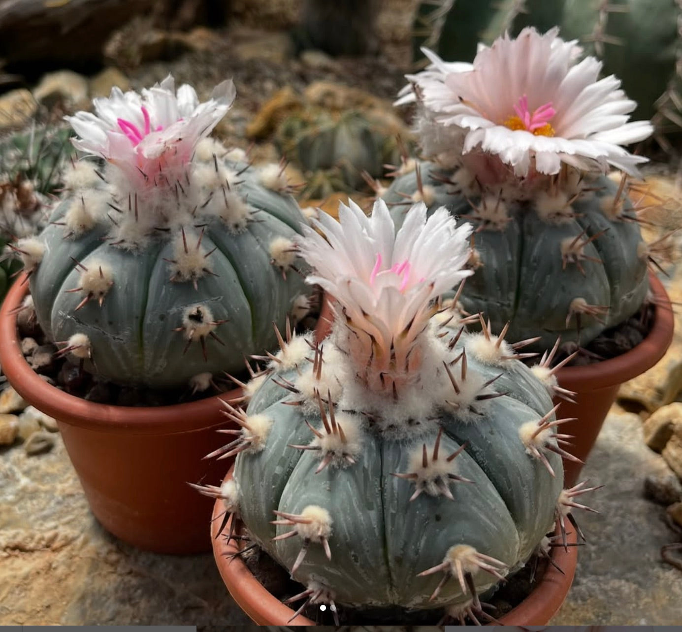 Echinocactus horizontalonius var. subikii suculento cactus con cuerpo redondo acanalado y delicadas flores rosas
