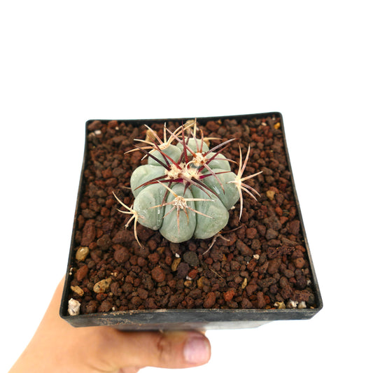 Petit cactus succulent Echinocactus horizonthalonius avec des côtes épaisses et de longues épines rouges dans un pot