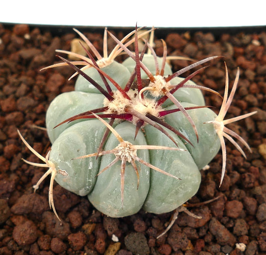 Echinocactus horizonthalonius cactus succulent avec des côtes épaisses et de longues épines rougeâtres dans la terre