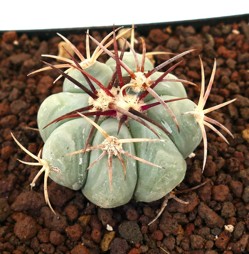 Echinocactus horizonthalonius liten sukkulent kaktus med tykke ribber og lange rødaktige pigger