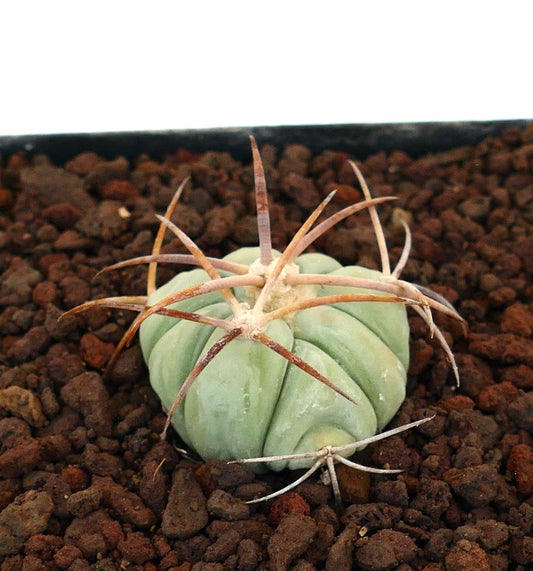 Echinocactus horizonthalonius piccolo cactus succulento rotondo con spine lunghe e curve