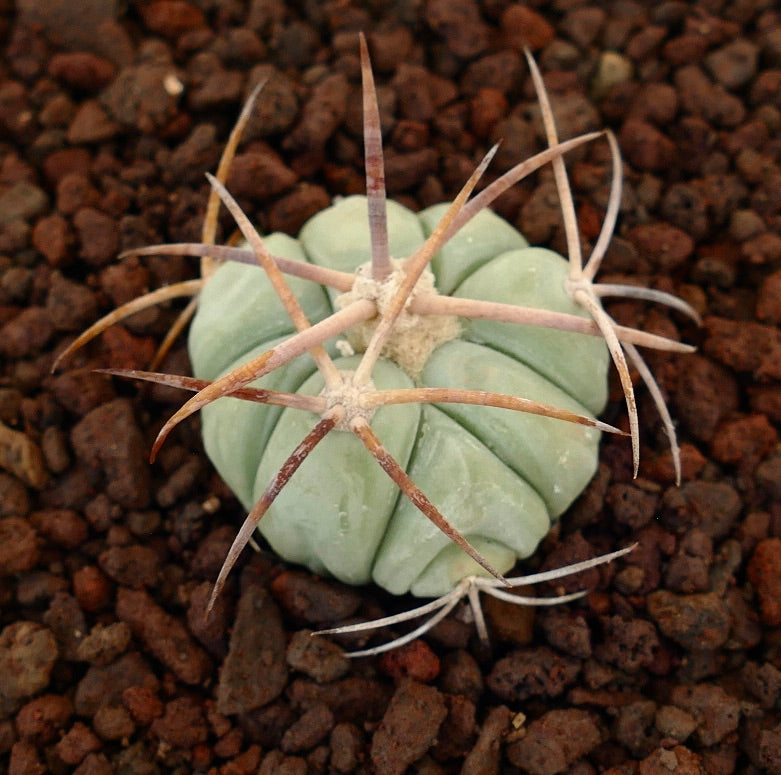 Echinocactus horizonthalonius kleine sukkulente Kaktee mit dicken Rippen und langen Dornen auf felsigem Boden