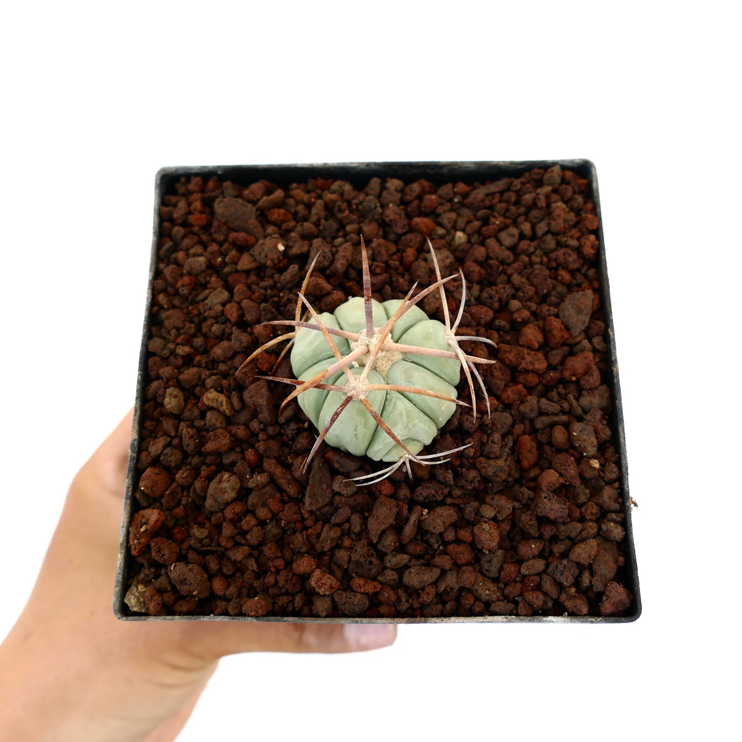 Echinocactus horizonthalonius kleine Sukkulente mit dicken Dornen in felsigem Boden