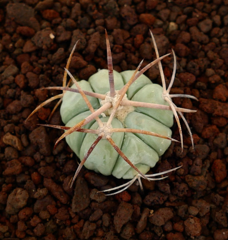 Echinocactus horizonthalonius kleiner Sukkulenten-Kaktus mit dicken Rippen und langen braunen Stacheln auf Erde