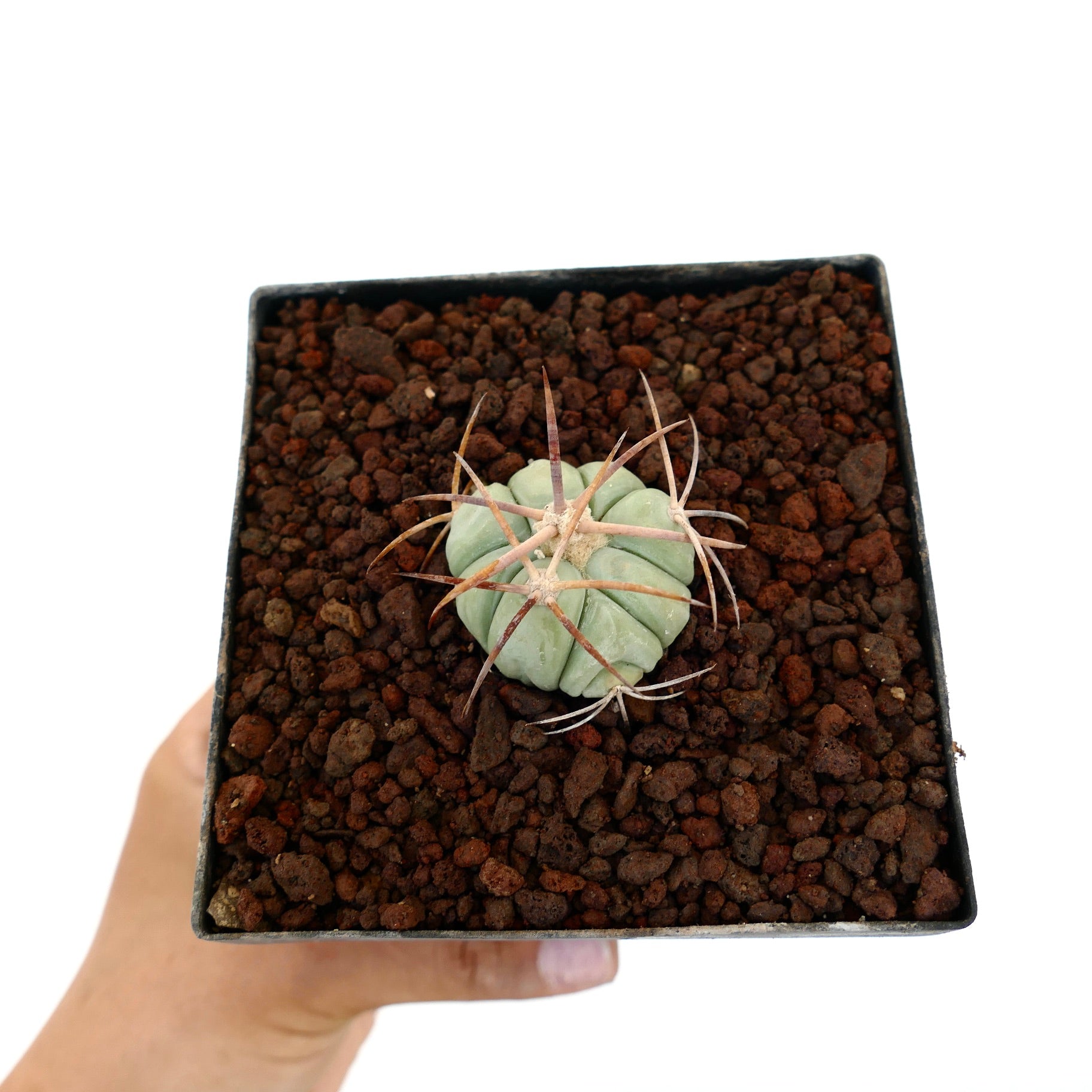 Echinocactus horizonthalonius kleiner runder Sukkulenten-Kaktus mit langen braunen Stacheln im Topf