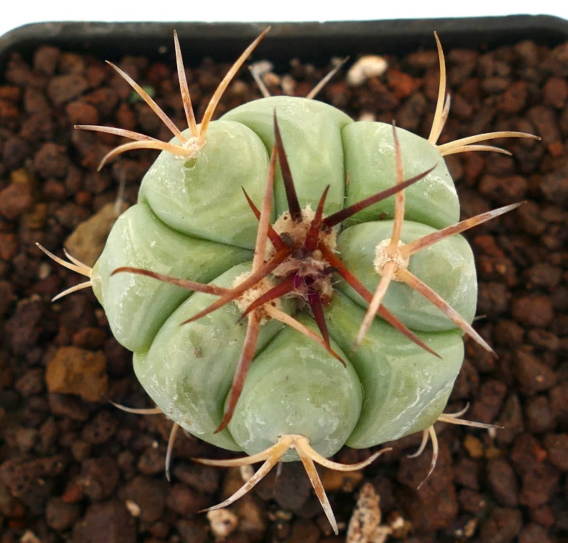 Echinocactus horizonthalonius saftig kaktus med tykke ribber og lange rødbrune pigger i jord