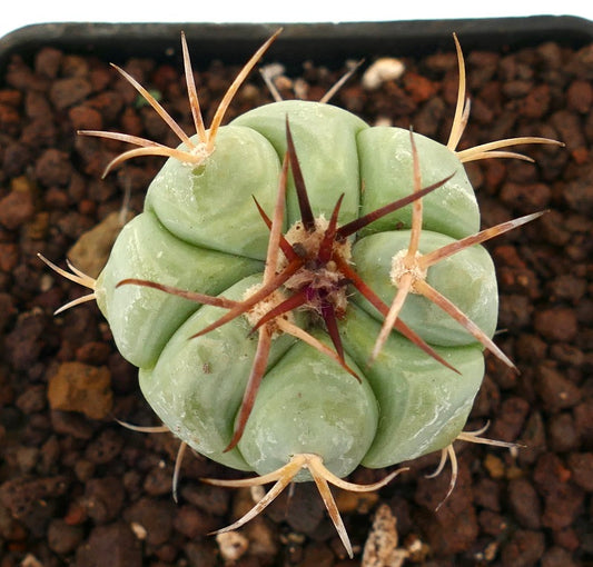 Echinocactus horizonthalonius, cactus succulent avec des côtes épaisses et de longues épines rougeâtres dans la terre