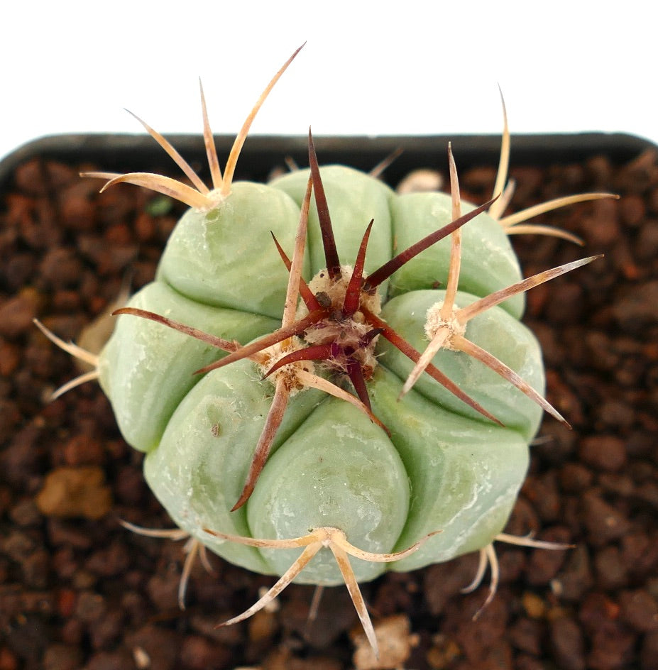 Echinocactus horizonthalonius sukkulent kaktus med blek grønn kropp og lange rødlige pigger
