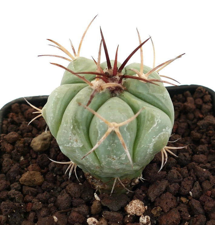 Echinocactus horizonthalonius liten sukkulent kaktus med tykke ribber og lange brune pigger i jord