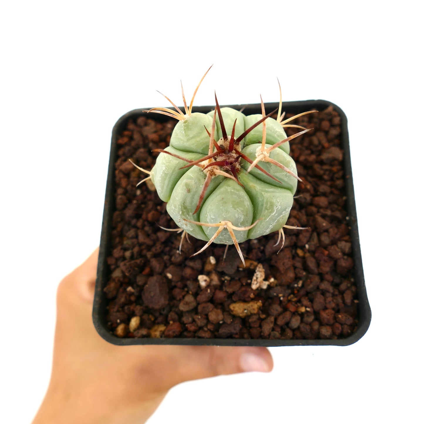 Echinocactus horizonthalonius liten saftig kaktus med tykke ribber og lange rødaktige torner i potte