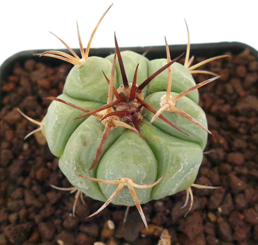 Echinocactus horizonthalonius liten rund kaktus med tykke grønne ribber og lange brune pigger