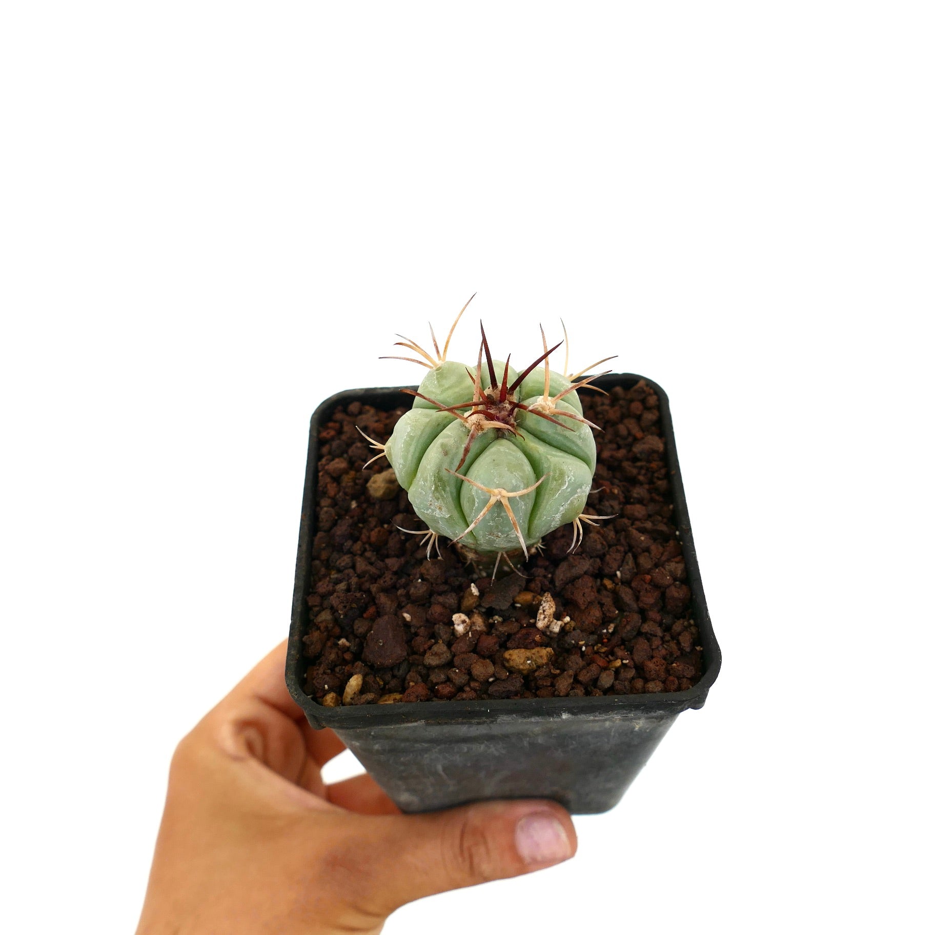 Echinocactus horizonthalonius liten rund sukkulent kaktus med fremtredende torner i potte