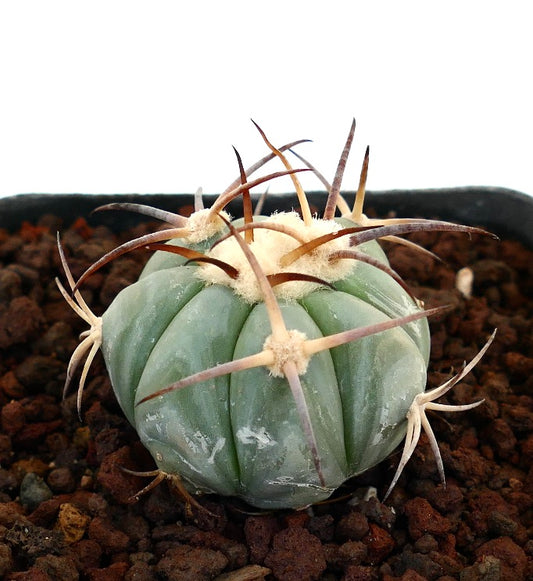 Echinocactus horizonthalonius piccolo cactus rotondo con costole spesse e aculei lunghi e curvati