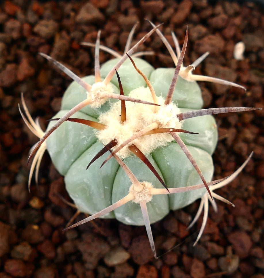 Echinocactus horizonthalonius cactus succulento con costole spesse e spine lunghe marroni su terreno roccioso