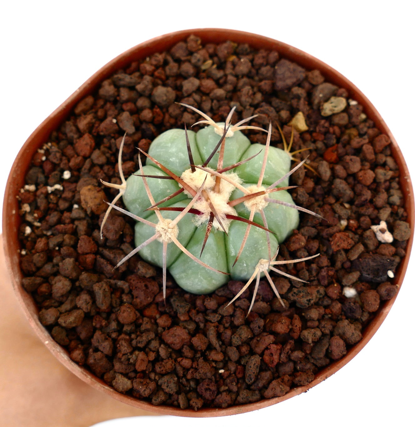 Echinocactus horizonthalonius piccolo cactus succulento con spine spesse e costolature rotonde in vaso