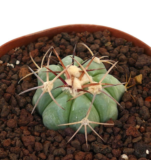 Echinocactus horizonthalonius piccolo cactus succulento con costolature spesse e lunghe spine curve