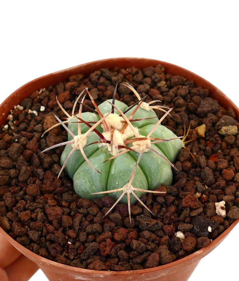 Echinocactus horizonthalonius piccolo cactus verde con lunghe spine curve in vaso