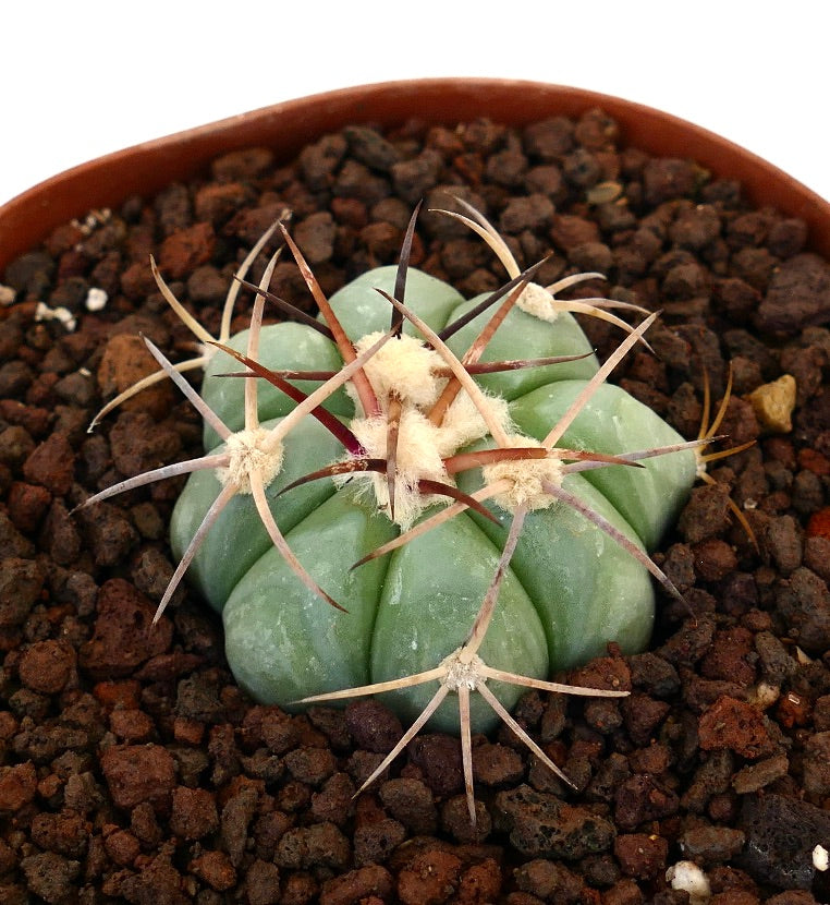 Echinocactus horizonthalonius piccolo cactus succulento con costole spesse e spine lunghe marroni