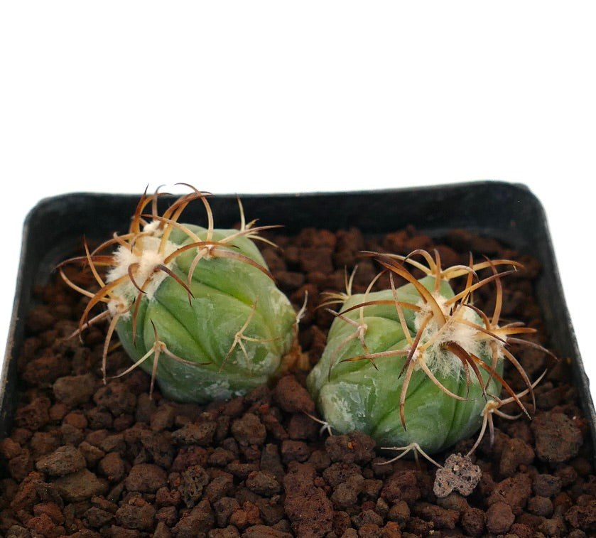 Echinocactus horizonthalonius piccolo cactus succulento con spine curve marroni in terreno roccioso