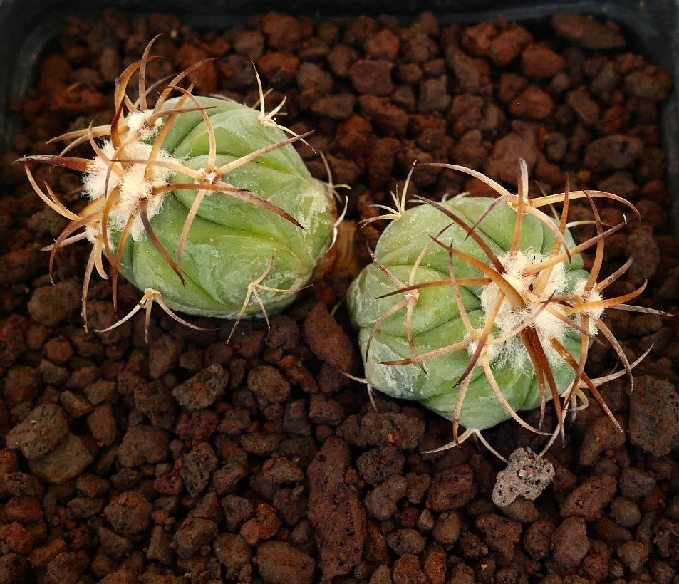 サボテン エキノカクタス・ホリゾンタロニウス | Botanical Archive | レアな