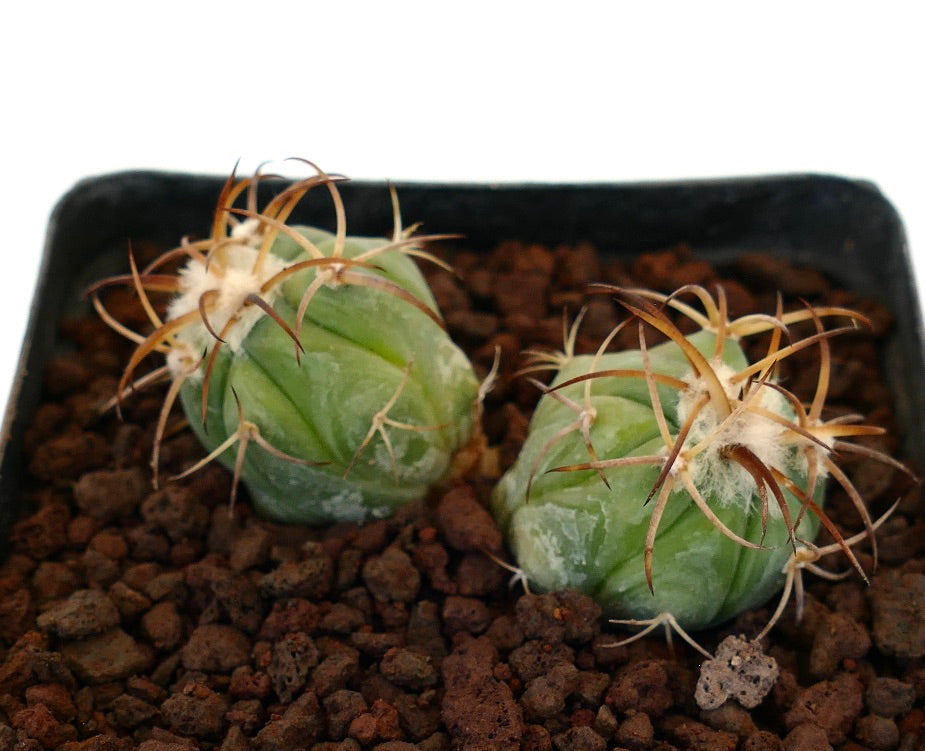 Echinocactus horizonthalonius piccolo cactus succulento con spine marroni curve e areole lanuginose