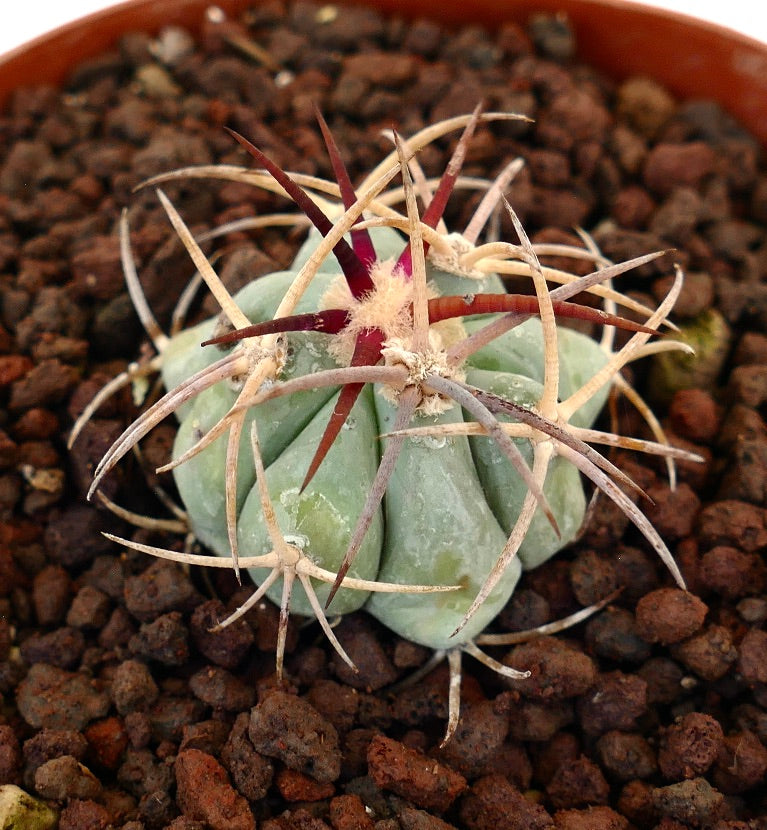 Echinocactus horizonthalonius piccolo cactus succulento con spine lunghe e curve e corpo verde pallido