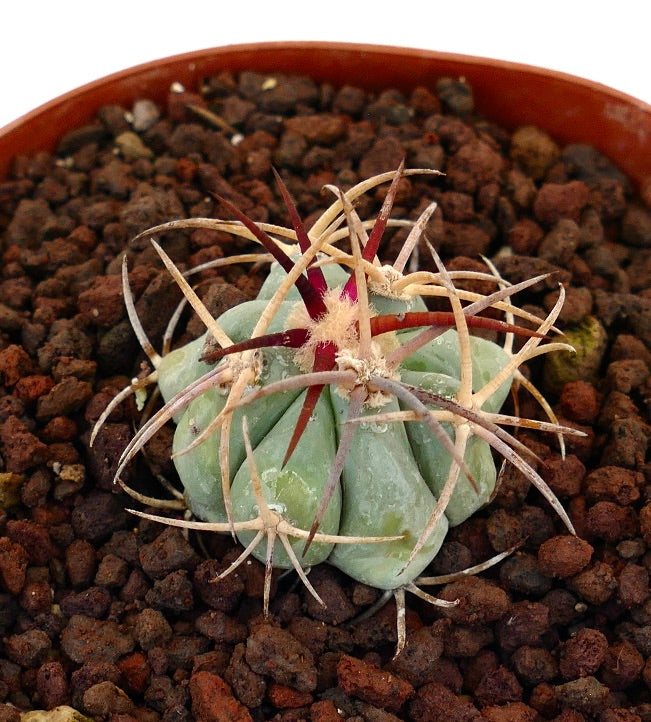 Echinocactus horizonthalonius piccolo cactus succulento con spine spesse e corpo verde pallido in vaso