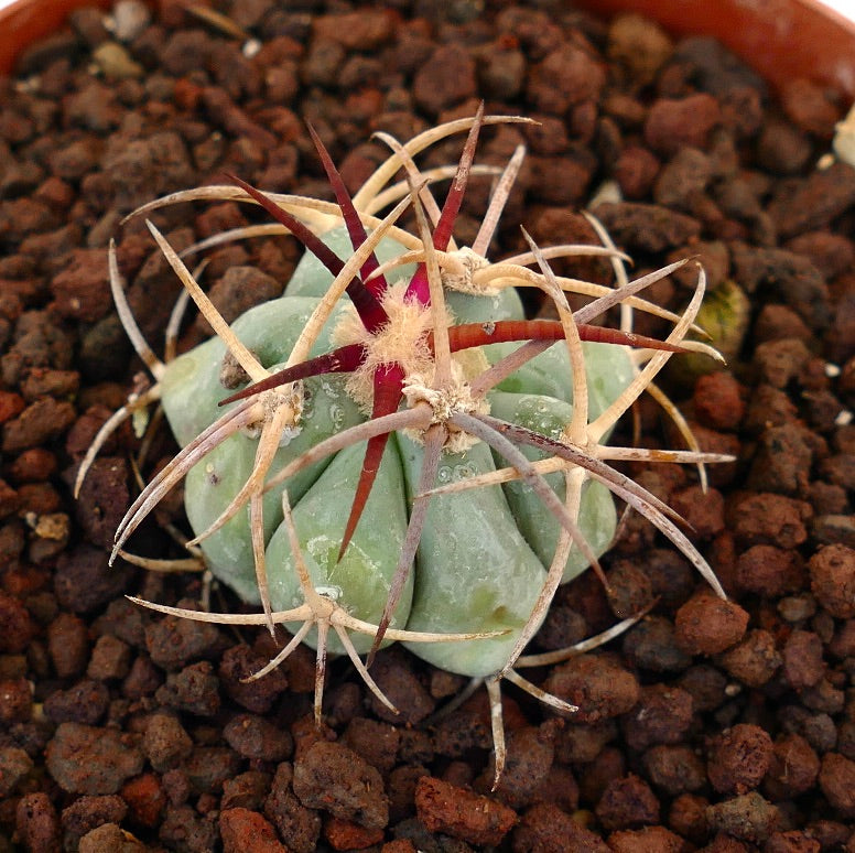 Echinocactus horizonthalonius piccolo cactus succulento con spine lunghe rossastre e beige