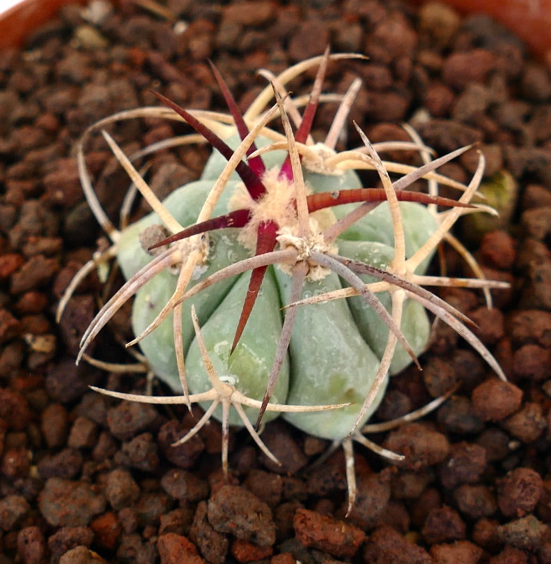 Echinocactus horizonthalonius piccolo cactus succulento con spine spesse e corpo verde chiaro