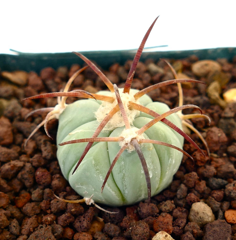 Echinocactus horizonthalonius liten sukkulent kaktus med tykke ribber og lange rødaktige pigger