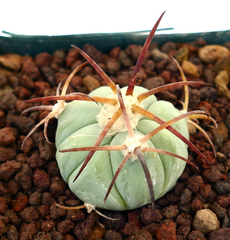 Echinocactus horizonthalonius liten, rund kaktus med lange, rødaktige pigger og blek grønn kropp