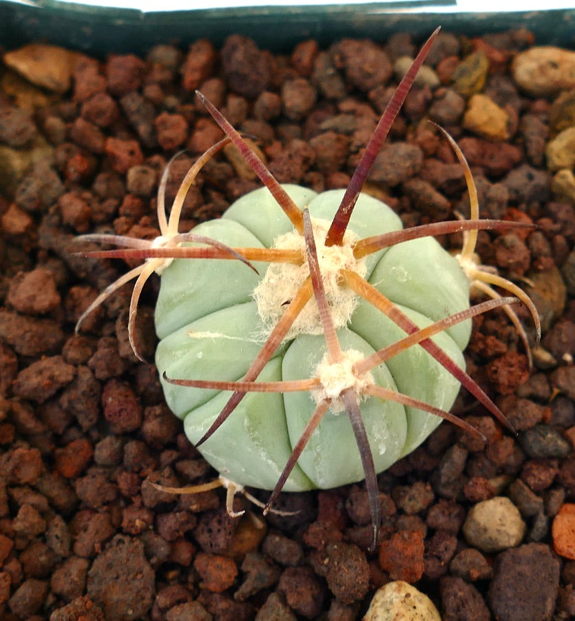 Echinocactus horizonthalonius liten rund kaktus med lange rødbrune pigger og blek grønn kropp