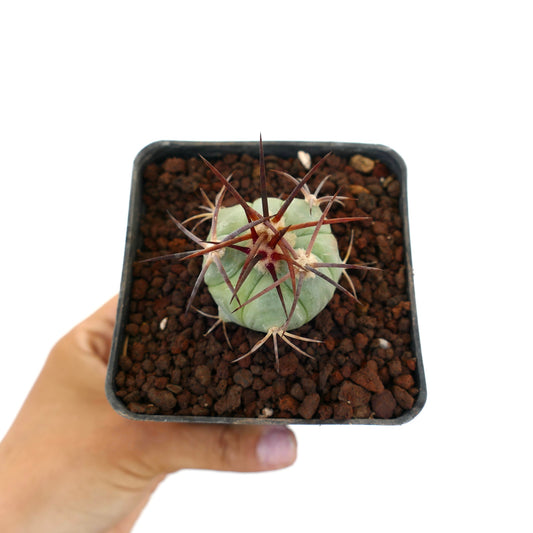 Echinocactus horizonthalonius piccolo cactus succulento con spine spesse in vaso con terriccio