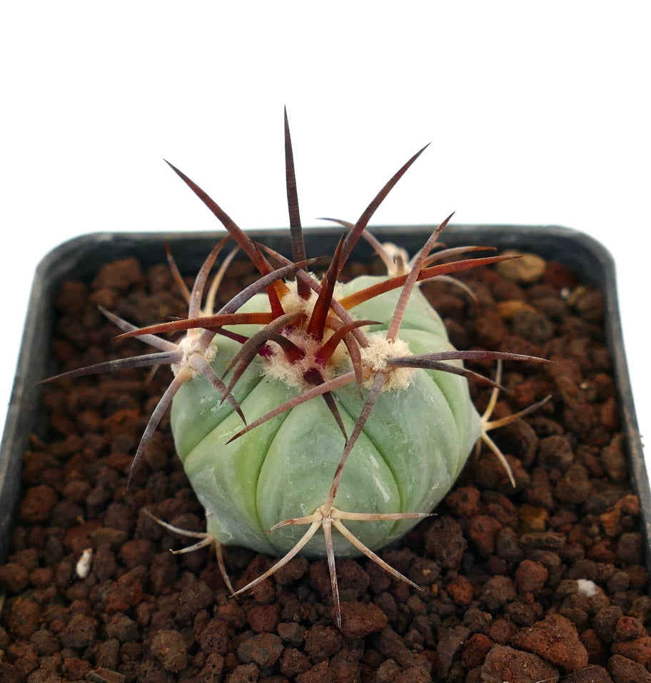 Echinocactus horizonthalonius cactus succulento con coste spesse e lunghe spine rossastre in vaso
