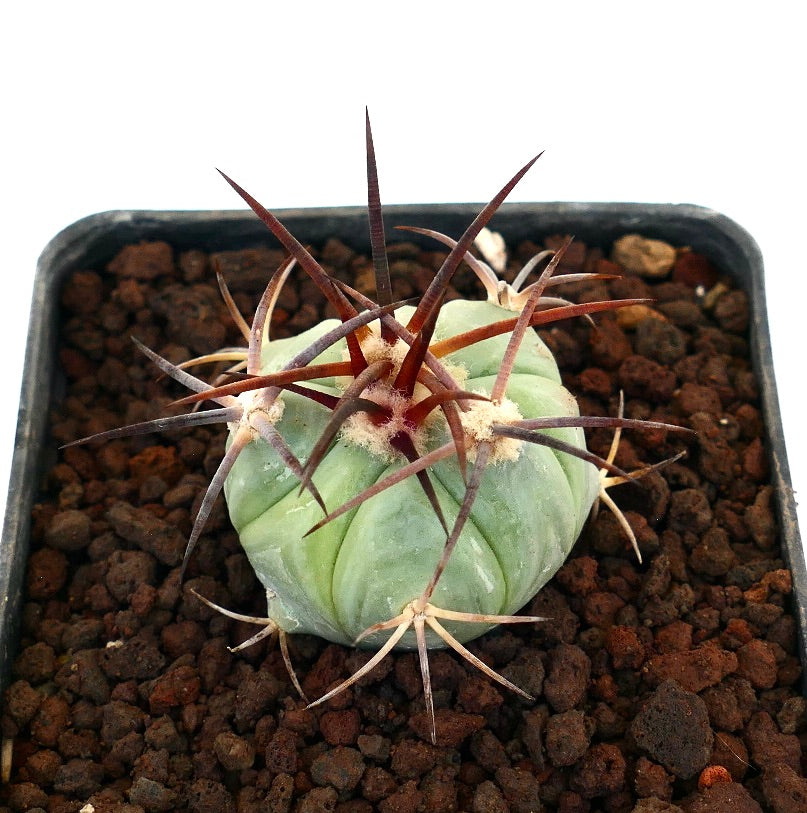 Echinocactus horizonthalonius piccolo cactus succulento con costolature spesse e lunghe spine scure