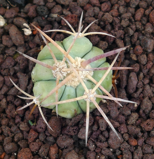Echinocactus horizonthalonius piccolo cactus verde con lunghe spine appuntite su terreno roccioso