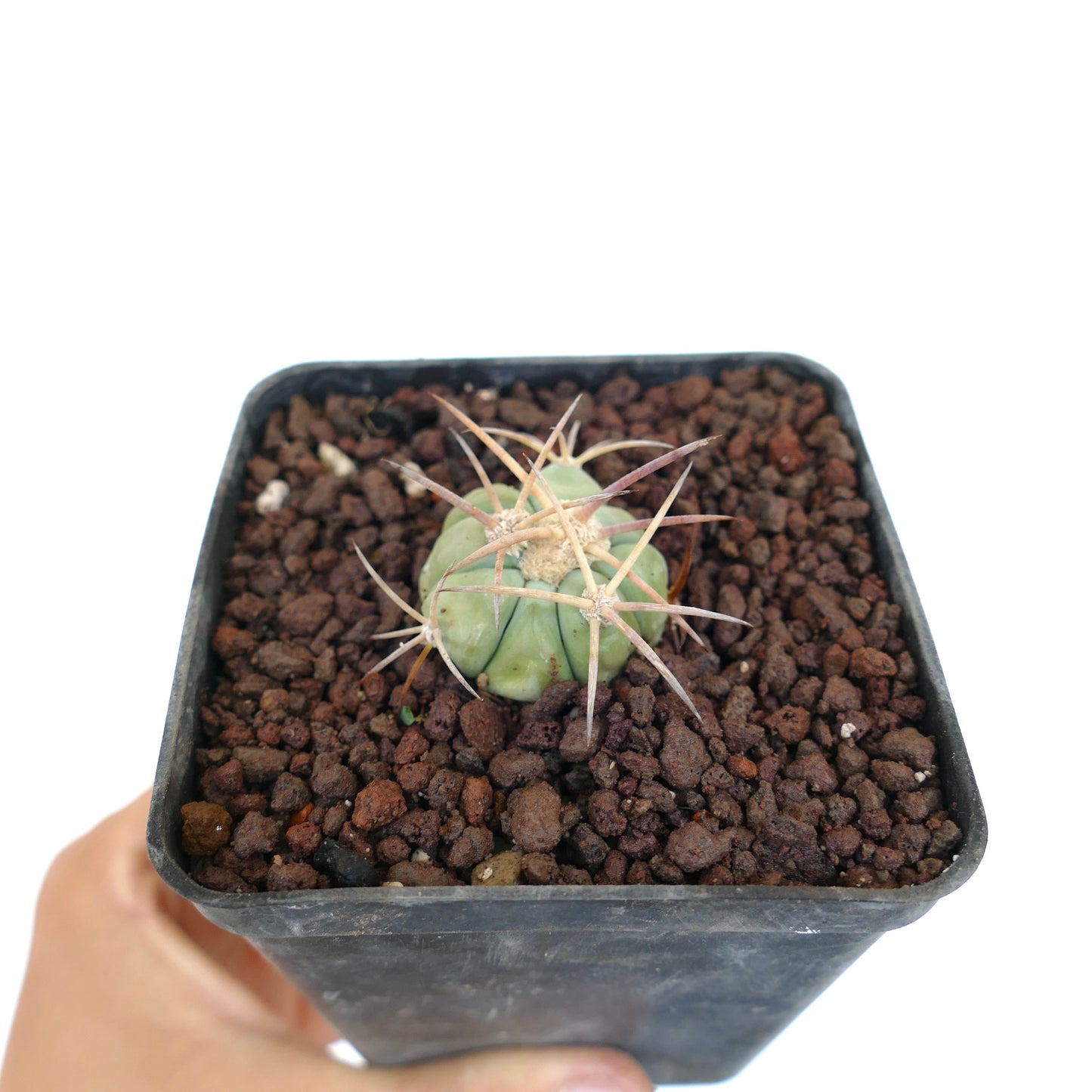 エキノカクタス・ホリゾンタロニウス 小さな緑色のサボテン 黒い鉢に長く鋭いトゲ