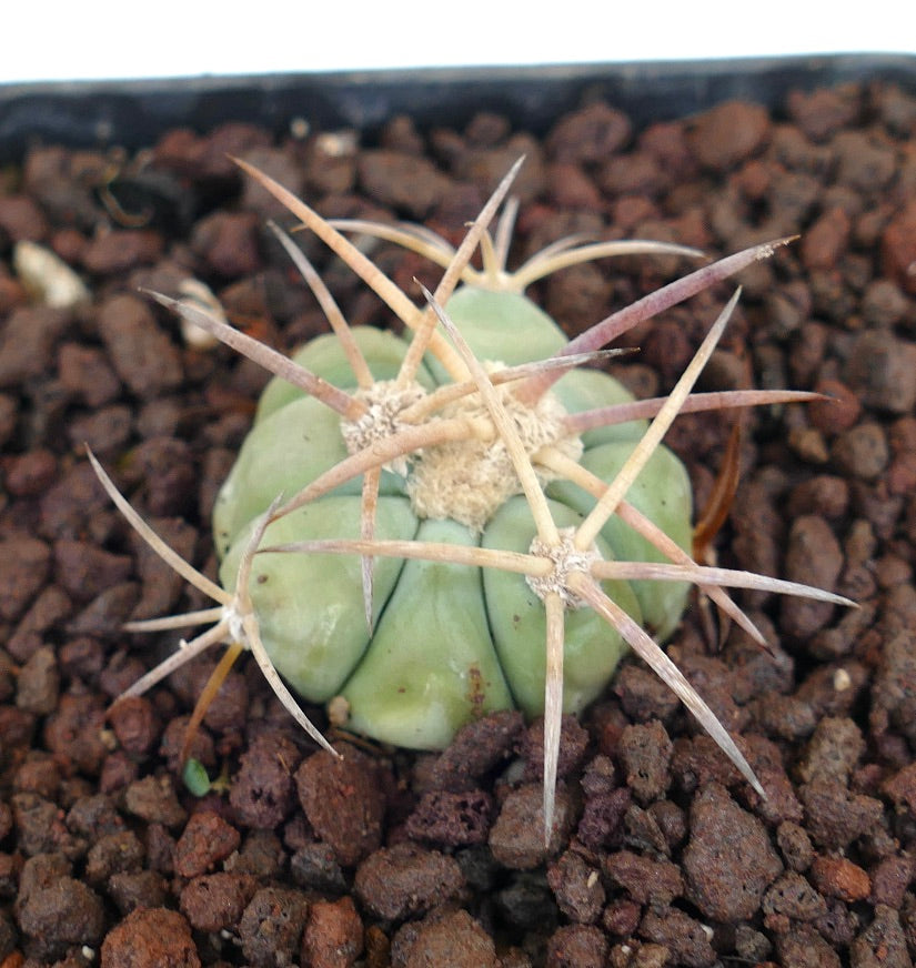 エキノカクタス・ホリゾンタロニウス 小さな多肉サボテンで、長く淡い棘と丸みを帯びた本体を持つ